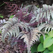 Japanese Painted Fern Flower seeds for Planting - Colorful Display, Heirloom & GMO Free Seeds for Home Garden