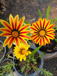 Yellow Red Gazania Rigens Flower seeds for Planting - Premium Quality, Heirloom & GMO Free Seeds for Home Garden