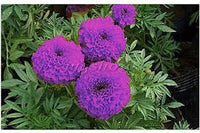 Purple Marigold Flower seeds for Planting Cottage Garden Essential Heirloom & GMO Free Seeds for Home Garden