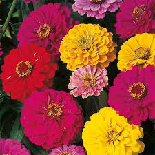 Light Yellow Red Dahlia Flower Seeds for Planting Drought Tolerant Heirloom & GMO Free Seeds for Home Garden
 
 Sale