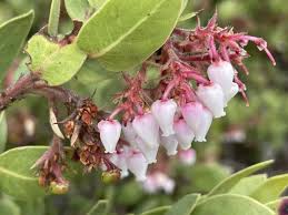 Whiteleaf Manzanita Flower seeds for Planting - Low Maintenance, Heirloom & GMO Free Seeds for Home Garden