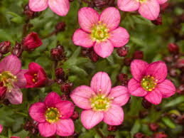 Pink Saxifraga Flower seeds for Planting - Garden Favorite, Heirloom & GMO Free Seeds for Home Garden