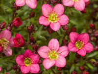 Pink Saxifraga Flower seeds for Planting - Garden Favorite, Heirloom & GMO Free Seeds for Home Garden