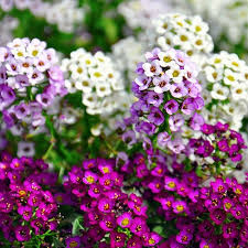 Alyssum Royal Carpet Flower seeds for Planting Seasonal Bloomer Heirloom & GMO Free Seeds for Home Garden