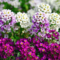 Alyssum Royal Carpet Flower seeds for Planting Seasonal Bloomer Heirloom & GMO Free Seeds for Home Garden