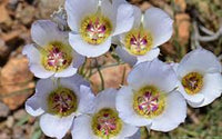 Calochortus Flower Seeds for Planting | Unique and Beautiful Blooms