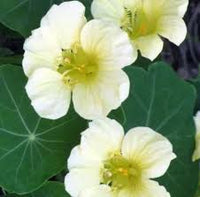 Green Nasturtium Flower seeds for Planting - Shade Tolerant, Heirloom & GMO Free Seeds for Home Garden