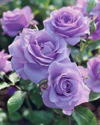 Lavender Rose Flower seeds for Planting Shade Tolerant Heirloom & GMO Free Seeds for Home Garden