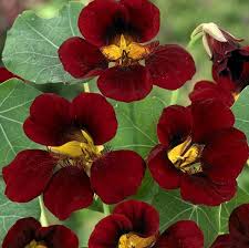 Black Nasturtium Flower seeds for Planting Cut Flower Favorite Heirloom & GMO Free Seeds for Home Garden