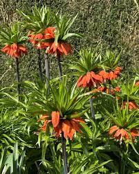 Burgundy Crown Imperial Flower Seeds – Colorful Display Heirloom & NonGMO for Home Garden
 
 Sale