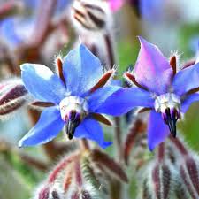 Blue Borage Flower seeds for Planting - Easy to Grow, Heirloom & GMO Free Seeds for Home Garden