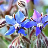 Blue Borage Flower seeds for Planting - Easy to Grow, Heirloom & GMO Free Seeds for Home Garden