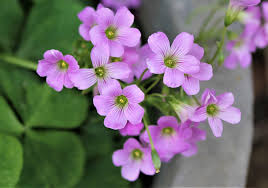 Green Purple Oxalis Corymbosa Flower seeds for Planting - Wildflower Mix, Heirloom & GMO Free Seeds for Home Garden