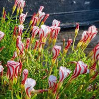 Orange Oxalis Versicolor Flower seeds for Planting - Premium Quality, Heirloom & GMO Free Seeds for Home Garden
