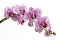 White Violet Orchid Flower seeds for Planting Sun Loving Heirloom & GMO Free Seeds for Home Garden