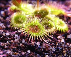 Drosera Glanduligera (Pimpernel Sundew) Flower seeds for Planting - Sun Loving, Heirloom & GMO Free Seeds for Home Garden