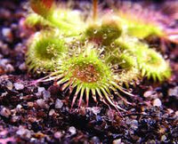 Drosera Glanduligera (Pimpernel Sundew) Flower seeds for Planting - Sun Loving, Heirloom & GMO Free Seeds for Home Garden