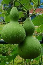 Lagenaria Siceraria Seeds for Planting - Ideal Vegetable Seeds for Your Garden