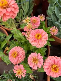 Zinnia Salmon Queen Flower seeds for Planting Cut Flower Favorite Heirloom & GMO Free Seeds for Home Garden