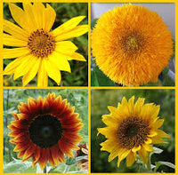 Red Mix Sunflower Perennial Flower Seeds for Planting Compact Growth Heirloom & GMO Free Seeds for Home Garden
 
 Sale