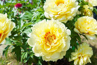 Yellow Peony Flower seeds for Planting - Bright Blooms, Heirloom & GMO Free Seeds for Home Garden