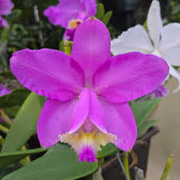 Cattleya Orchid Flower seeds for Planting Fragrant Blossoms Heirloom & GMO Free Seeds for Home Garden
