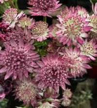 Masterwort Flower seeds for Planting - Garden Favorite, Heirloom & GMO Free Seeds for Home Garden
