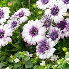 White Purple Omeris Flower seeds for Planting - Sun Loving, Heirloom & GMO Free Seeds for Home Garden