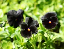 Black Azalea Flower seeds for Planting Fragrant Blossoms Heirloom & GMO Free Seeds for Home Garden