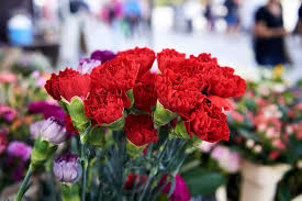 Light Red Carnation Flower Seeds for Planting Shade Tolerant Heirloom & GMO Free Seeds for Home Garden
 
 Sale