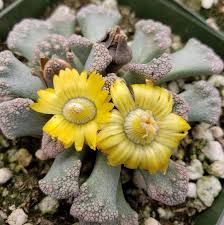 Titanopsis Fulleri Planting for Unique Succulent Beauty  Seeds for Lush Growth and Vibrant Blooms