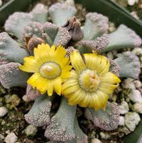 Titanopsis Fulleri Planting for Unique Succulent Beauty  Seeds for Lush Growth and Vibrant Blooms