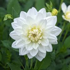 White Swan Dahlia Flower seeds for Planting - Easy to Grow, Heirloom & GMO Free Seeds for Home Garden
