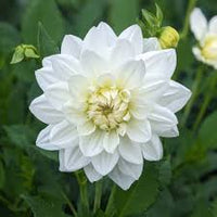 White Swan Dahlia Flower seeds for Planting - Easy to Grow, Heirloom & GMO Free Seeds for Home Garden
