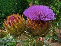 Cynara Flower seeds for Planting Compact Growth Heirloom & GMO Free Seeds for Home Garden