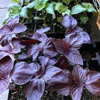 Purple Leaf Perilla Seeds for Easy Planting