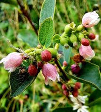 Western Snowberry (Symphoricarpos occidentalis) Shrub White Pink Flower Seeds