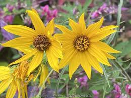 Helianthus Salicifolius Flower seeds for Planting - Cut Flower Favorite, Heirloom & GMO Free Seeds for Home Garden
