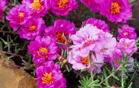 Heirloom Moss Flower seeds for Planting Sun Loving Heirloom & GMO Free Seeds for Home Garden