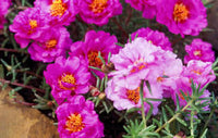 Heirloom Moss Flower seeds for Planting Sun Loving Heirloom & GMO Free Seeds for Home Garden