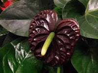 Burgundy Anthurium Flower Seeds for Planting Cottage Garden Essential Heirloom & GMO Free Seeds for Home Garden
 
 Sale