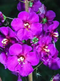Purple Mullein Flower seeds for Planting - Pollinator Friendly, Heirloom & GMO Free Seeds for Home Garden