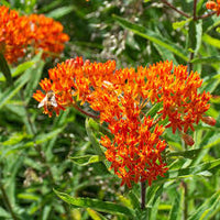 Asclepias Flower seeds for Planting Drought Tolerant Heirloom & GMO Free Seeds for Home Garden