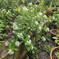 White Cryptolepis Flower seeds for Planting - Hardy Variety, Heirloom & GMO Free Seeds for Home Garden