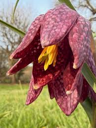 Red Fritillaria Flower Seeds for Planting Garden Favorite Heirloom & GMO Free Seeds for Home Garden
 
 Sale
