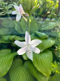 Hosta Flower seeds for Planting - Drought Tolerant, Heirloom & GMO Free Seeds for Home Garden