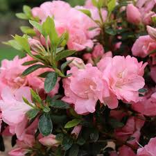 Rhododendron Flower seeds for Planting Long Bloom Season Heirloom & GMO Free Seeds for Home Garden