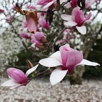 Magnolia Flower seeds for Planting - Easy to Grow, Heirloom & GMO Free Seeds for Home Garden