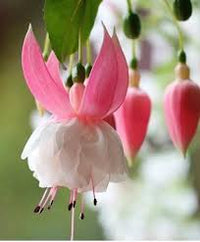 White Pink Fuchsia Flower Seeds Flower seeds for Planting Bright Blooms Heirloom & GMO Free Seeds for Home Garden
