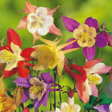 Mixed Aquilegia Flower seeds for Planting - Perfect for Borders, Heirloom & GMO Free Seeds for Home Garden